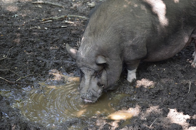 赛期被裁定 赛期被裁定
